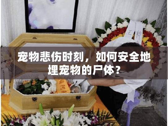 宠物悲伤时刻，如何安全地埋宠物的尸体？