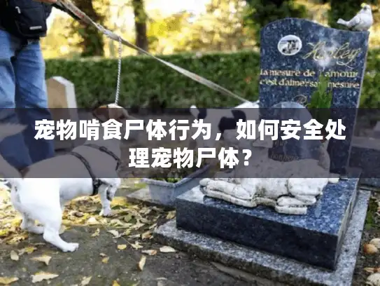 宠物啃食尸体行为,如何安全处理宠物尸体? 宠物啃食尸体行为,如何安全处理宠物尸体?