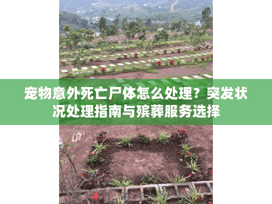 宠物意外死亡尸体怎么处理？突发状况处理指南与殡葬服务选择