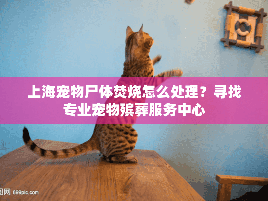 上海宠物尸体焚烧怎么处理?寻找专业宠物殡葬服务中心 上海宠物尸体焚烧怎么处理?寻找专业宠物殡葬服务中心