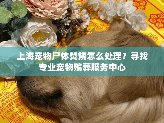 上海宠物尸体焚烧怎么处理?寻找专业宠物殡葬服务中心 上海宠物尸体焚烧怎么处理?寻找专业宠物殡葬服务中心