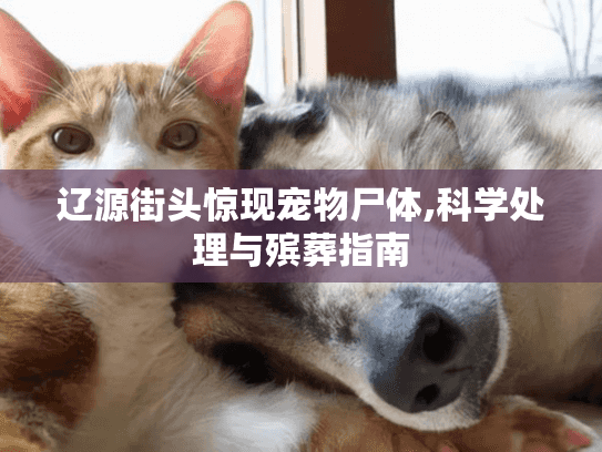 辽源街头惊现宠物尸体,科学处理与殡葬指南