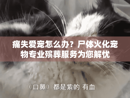 痛失爱宠怎么办？尸体火化宠物专业殡葬服务为您解忧