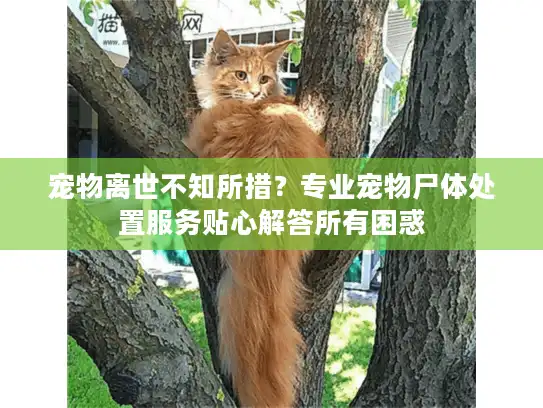 宠物离世不知所措？专业宠物尸体处置服务贴心解答所有困惑