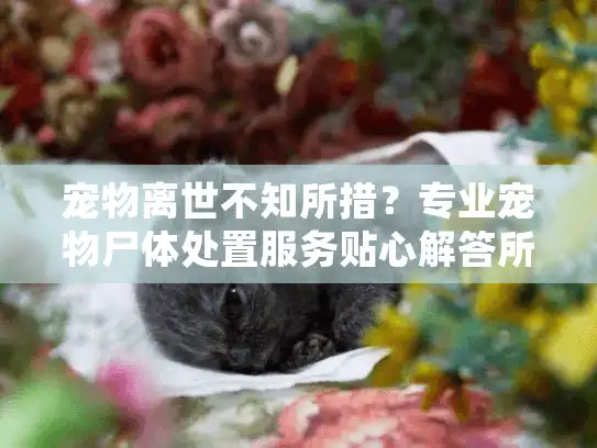 宠物离世不知所措？专业宠物尸体处置服务贴心解答所有困惑