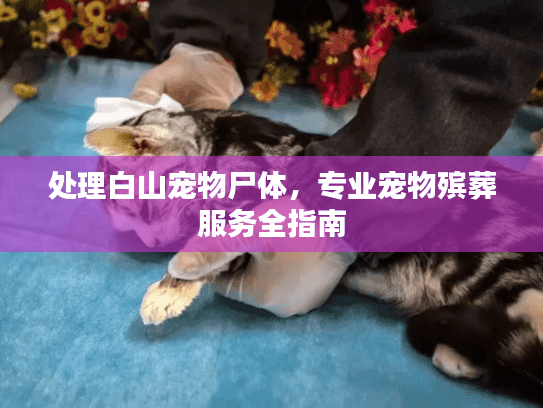 处理白山宠物尸体,专业宠物殡葬服务全指南 处理白山宠物尸体,专业宠物殡葬服务全指南