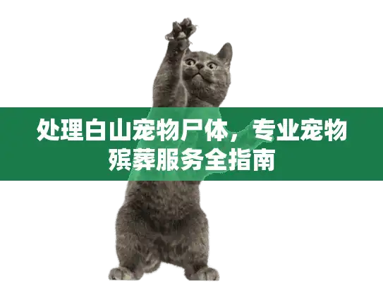 处理白山宠物尸体,专业宠物殡葬服务全指南 处理白山宠物尸体,专业宠物殡葬服务全指南