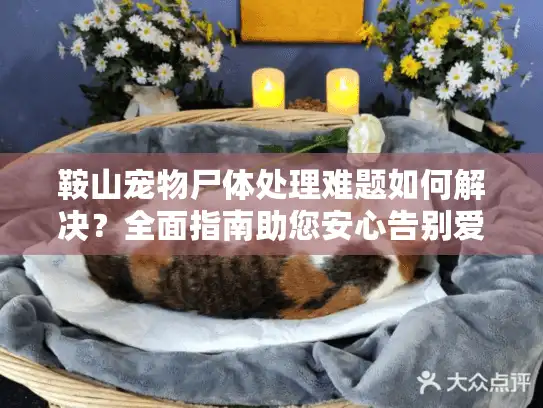 鞍山宠物尸体处理难题如何解决？全面指南助您安心告别爱宠