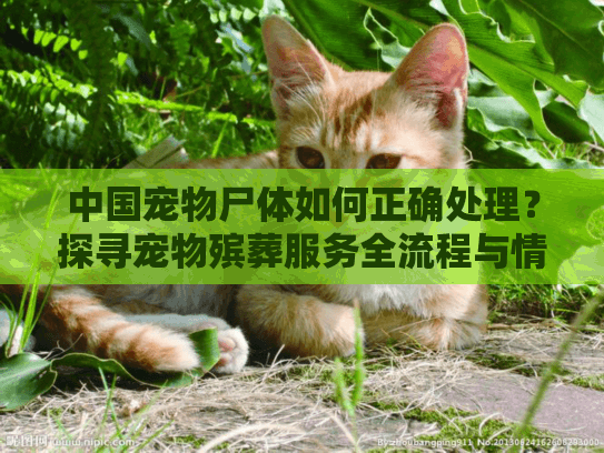 中国宠物尸体如何正确处理?探寻宠物殡葬服务全流程与情感慰藉 中国宠物尸体如何正确处理?探寻宠物殡葬服务全流程与情感慰藉
