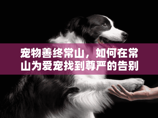 宠物善终常山，如何在常山为爱宠找到尊严的告别服务？