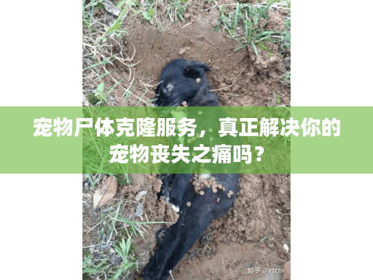 宠物尸体克隆服务，真正解决你的宠物丧失之痛吗？