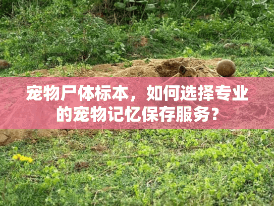宠物尸体标本,如何选择专业的宠物记忆保存服务? 宠物尸体标本,如何选择专业的宠物记忆保存服务?