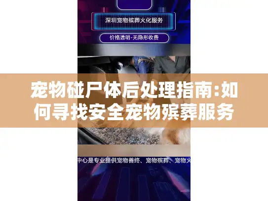 宠物碰尸体后处理指南:如何寻找安全宠物殡葬服务?