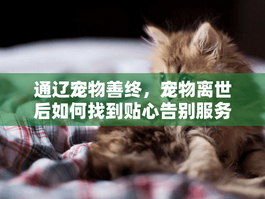 通辽宠物善终，宠物离世后如何找到贴心告别服务？