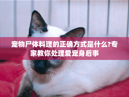宠物尸体料理的正确方式是什么?专家教你处理爱宠身后事