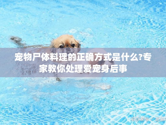 宠物尸体料理的正确方式是什么?专家教你处理爱宠身后事