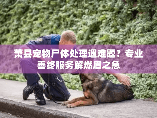 萧县宠物尸体处理遇难题？专业善终服务解燃眉之急