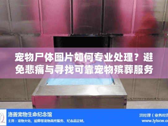 宠物尸体图片如何专业处理？避免悲痛与寻找可靠宠物殡葬服务指南