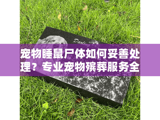 宠物睡鼠尸体如何妥善处理?专业宠物殡葬服务全面指南 宠物睡鼠尸体如何妥善处理?专业宠物殡葬服务全面指南