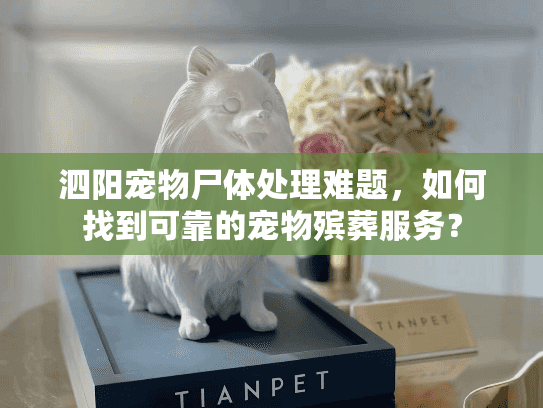 泗阳宠物尸体处理难题,如何找到可靠的宠物殡葬服务? 泗阳宠物尸体处理难题,如何找到可靠的宠物殡葬服务?