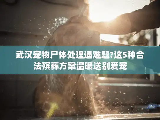 武汉宠物尸体处理遇难题?这5种合法殡葬方案温暖送别爱宠