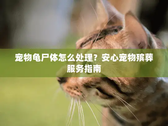 宠物龟尸体怎么处理？安心宠物殡葬服务指南