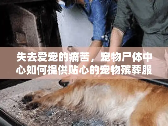 失去爱宠的痛苦，宠物尸体中心如何提供贴心的宠物殡葬服务