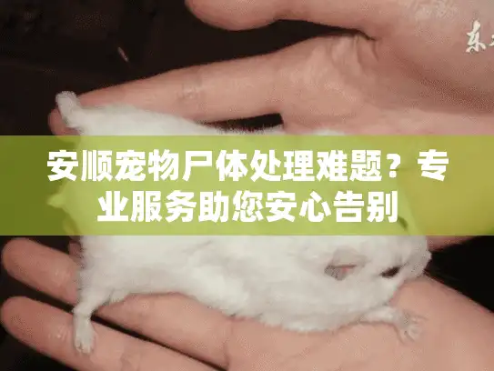 安顺宠物尸体处理难题？专业服务助您安心告别