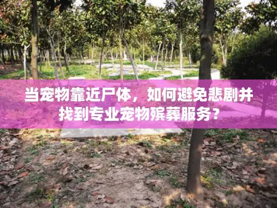 当宠物靠近尸体,如何避免悲剧并找到专业宠物殡葬服务? 当宠物靠近尸体,如何避免悲剧并找到专业宠物殡葬服务?