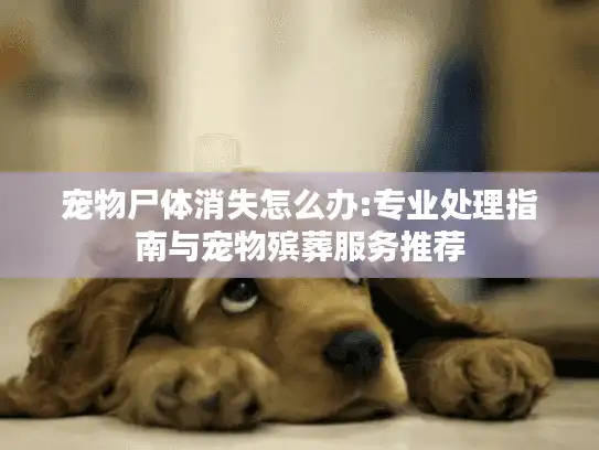 宠物尸体消失怎么办:专业处理指南与宠物殡葬服务推荐