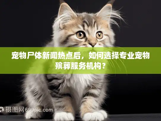 宠物尸体新闻热点后，如何选择专业宠物殡葬服务机构？