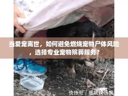 当爱宠离世，如何避免燃烧宠物尸体风险，选择专业宠物殡葬服务？
