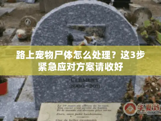 路上宠物尸体怎么处理？这3步紧急应对方案请收好