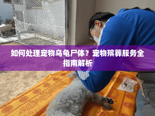 如何处理宠物乌龟尸体？宠物殡葬服务全指南解析