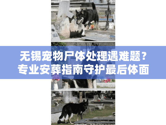 无锡宠物尸体处理遇难题？专业安葬指南守护最后体面