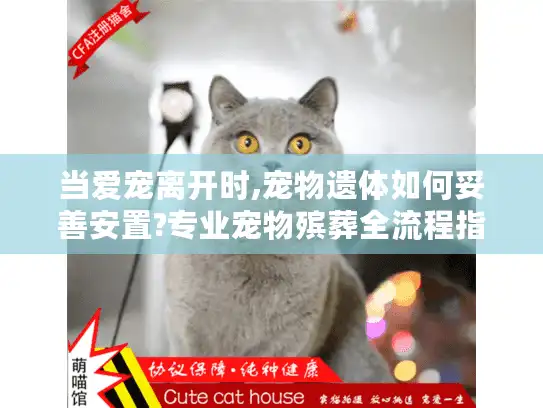 当爱宠离开时,宠物遗体如何妥善安置?专业宠物殡葬全流程指南