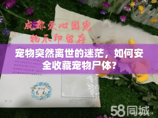 宠物突然离世的迷茫，如何安全收藏宠物尸体？