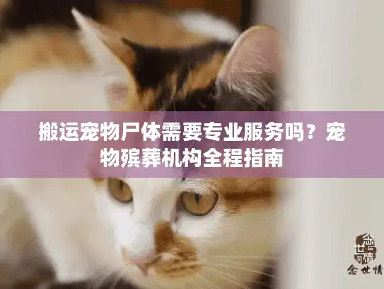 搬运宠物尸体需要专业服务吗？宠物殡葬机构全程指南