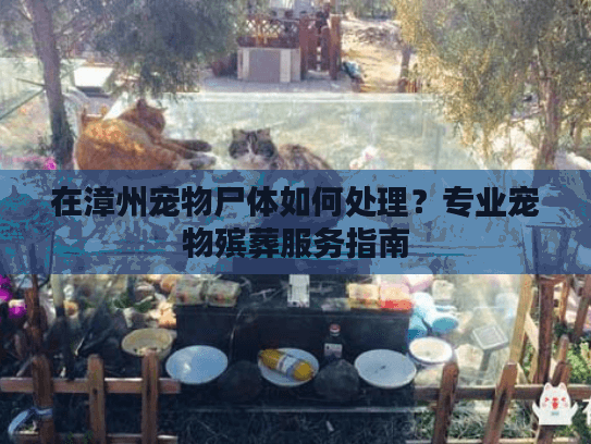 在漳州宠物尸体如何处理？专业宠物殡葬服务指南