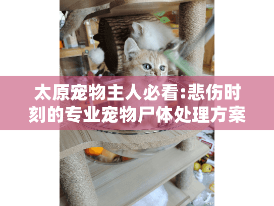 太原宠物主人必看:悲伤时刻的专业宠物尸体处理方案