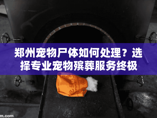 郑州宠物尸体如何处理？选择专业宠物殡葬服务终极指南