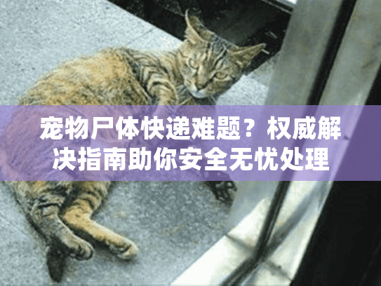 宠物尸体快递难题？权威解决指南助你安全无忧处理