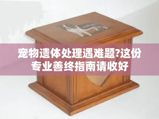 宠物遗体处理遇难题?这份专业善终指南请收好