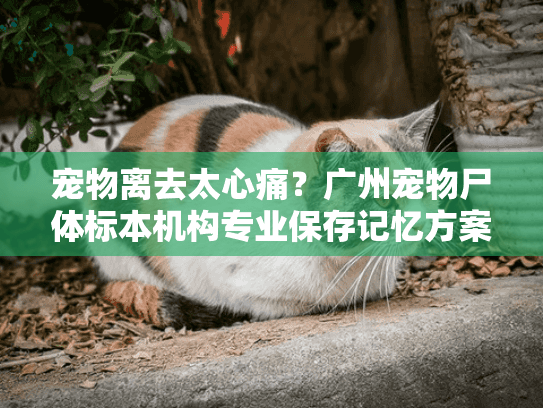 宠物离去太心痛？广州宠物尸体标本机构专业保存记忆方案