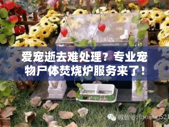 爱宠逝去难处理？专业宠物尸体焚烧炉服务来了！