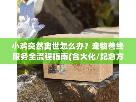 小鸡突然离世怎么办？宠物善终服务全流程指南(含火化/纪念方案)