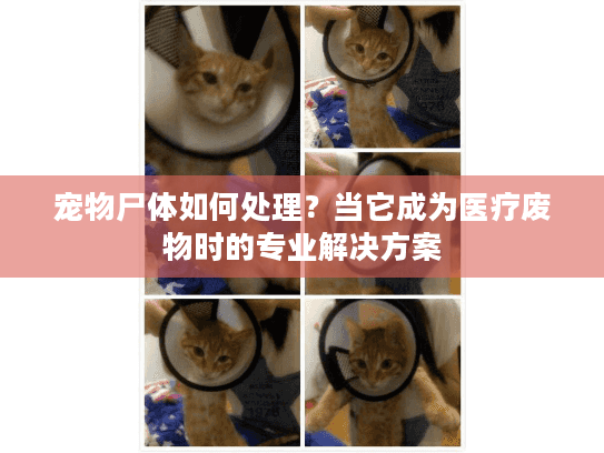 宠物尸体如何处理？当它成为医疗废物时的专业解决方案