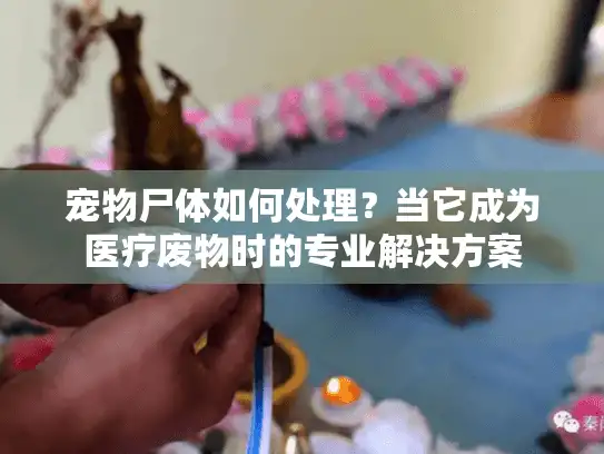 宠物尸体如何处理？当它成为医疗废物时的专业解决方案