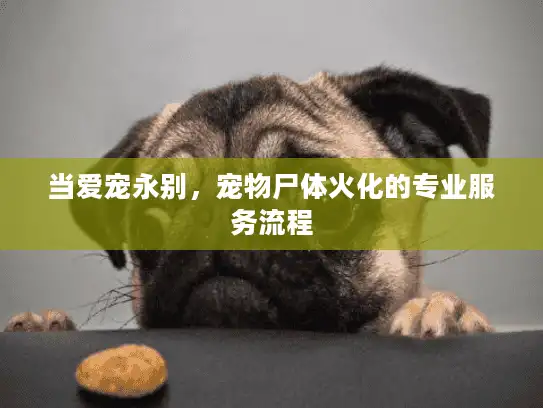 当爱宠永别,宠物尸体火化的专业服务流程 当爱宠永别,宠物尸体火化的专业服务流程