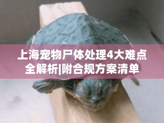 上海宠物尸体处理4大难点全解析|附合规方案清单